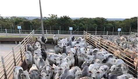 Mais De Animais Ser O Avaliados Na Etapa Do Circuito Nelore De