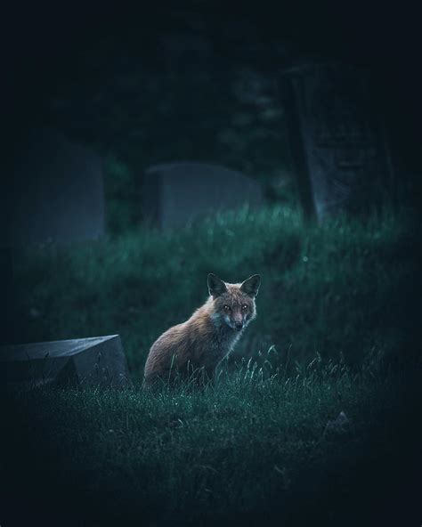 Fox At Night Photograph By Guy Coniglio Pixels