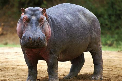 Endangered Species: The Hippopotamus by Roberta B. Turner - The Light ...