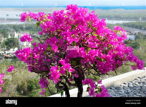 tropical bougainvillea flowers stock photo alamy