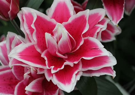 Roselily Samantha | Zabo Plant