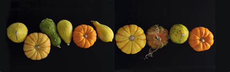 Colorful Decorative Pumpkins On A Black Background Stock Photo Image