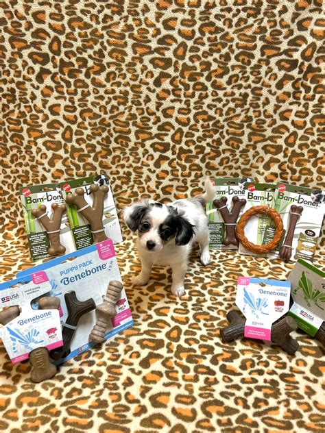 Pets R' Inn-Grand Forks | Grand Forks ND