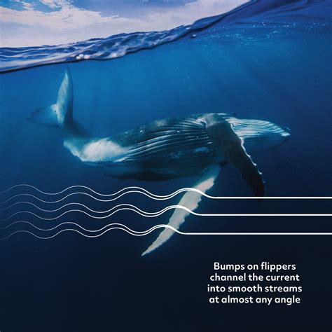 Front Flippers Of Whales Whale Flippers In The Air But What Is