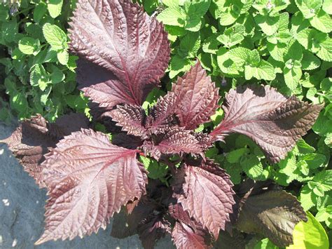 Purple Shiso Perilla Calloway S Nursery