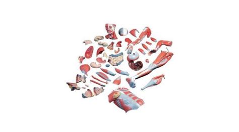 Life Size Dual Sex Muscle Model On A Metal Stand With Casters Part Instruments Direct