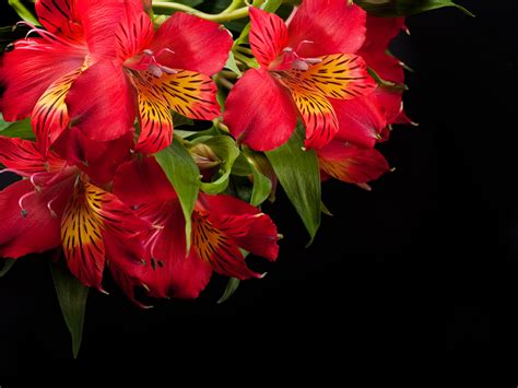#869809 Alstroemeria, Black background, Three 3, Orange - Rare Gallery