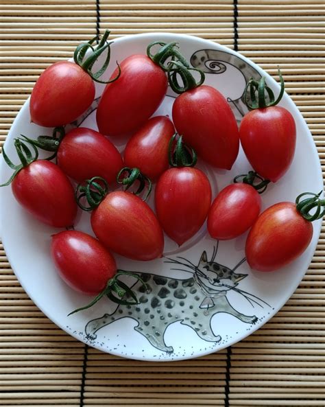Томат Розовый свитер: ОТЗЫВЫ, фото, урожайность | tomatland.ru