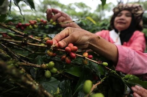 Foto Perjalanan Kopi Sebelum Sampai Ke Cangkir Tagar