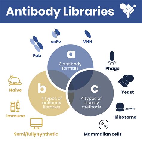 Essential Antibody Library Generation And Display Technologies