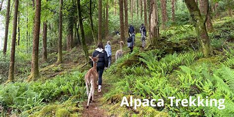 The Naked Sheep Ireland Alpaca Trekking B B And Craft Courses