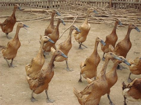 Cara Budidaya Ternak Bebek Pemula BabatPost