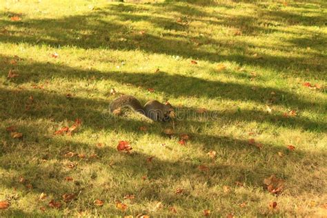 A Squirrel With Corn On The Cob Stock Photo Image Of Grass Landscape