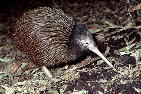 Bird calls: North Island brown kiwi – Ngā manu – birds – Te Ara