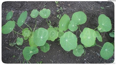 Настурция рассада (71 фото) - фото - картинки и рисунки: скачать бесплатно