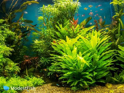 Peaceful Community Fish For Your Aquarium With Photos