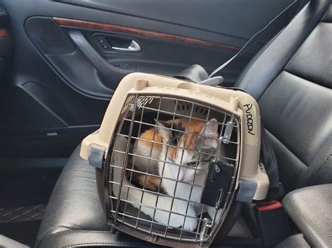 Planned PEThood of Georgia - Affordable Veterinary Care in Duluth, GA