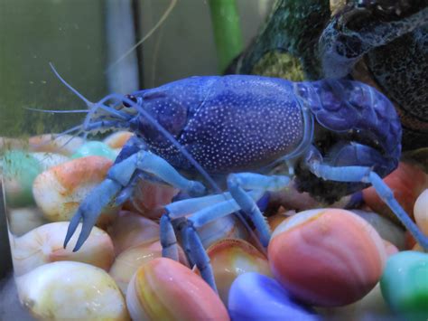 Crayfish holds eggs how to tell if they are fertilized or not? (Further