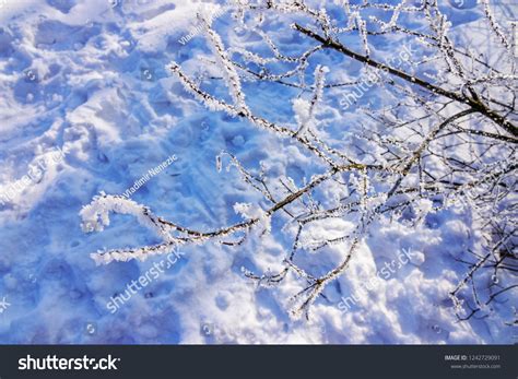 Naked Branches Bushes Trees Winter Note Stock Photo 1242729091 Shutterstock