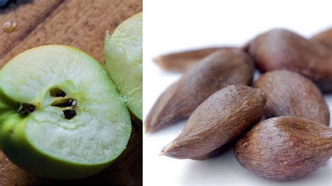 Выращивание подвоев яблонь сеянцев. Заготовка семечек яблок - YouTube