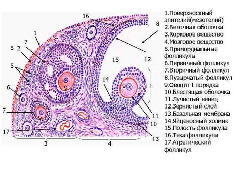 Женская половая система Схематичный план строения женской