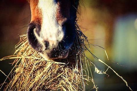 Basic Horse Care For Beginners How To Look After A Horse The