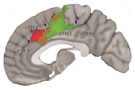 Anterior Cingulate Cortex Pain, Function & Damage | Human Cingulate Cortex