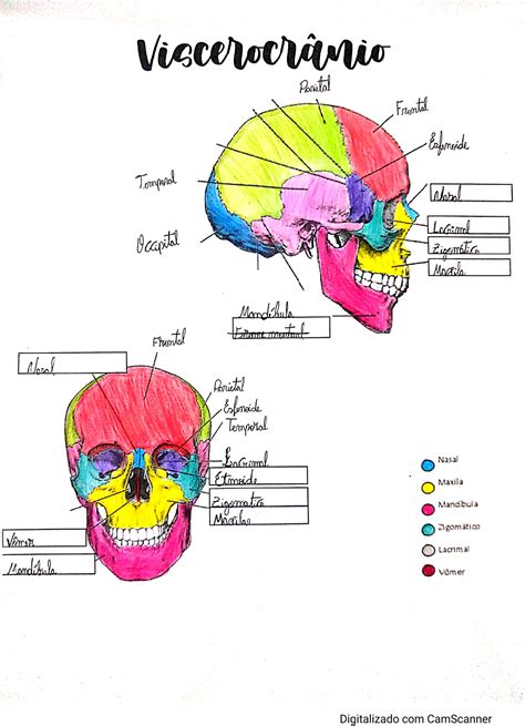 viscerocranio anatomia