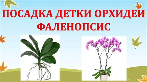 ПОСАДКА ДЕТКИ ФАЛЕНОПСИСА. ГОРШОК ДЛЯ ОРХИДЕИ СВОИМИ РУКАМИ. Фаленопсис ...