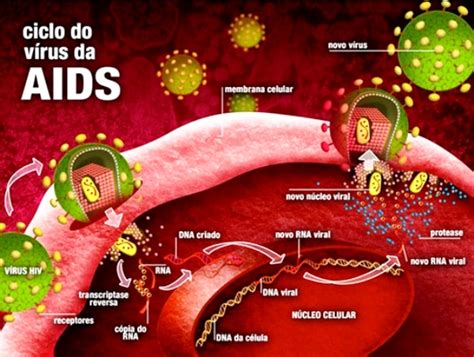 Quanto Tempo O Virus Da Hiv Sobrevive Fora Do Corpo - Número de infecções pelo HIV ainda é elevado, diz ONU - PORTAL ...