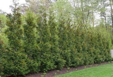 arborvitaecedar trees arborista