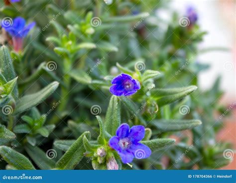 Lithodora Diffusa The Purple Gromwell Lithospermum Diffusa Is A