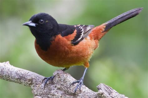 Orchard Oriole (Icterus spurious) | Oriole bird, Backyard birds, Birds