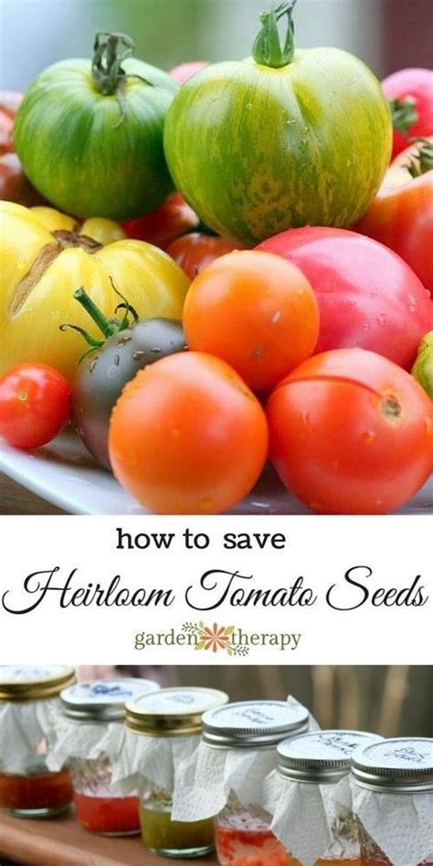 Saving Heirloom Tomato Seeds Heirloom Tomato Seeds Tomato Seeds