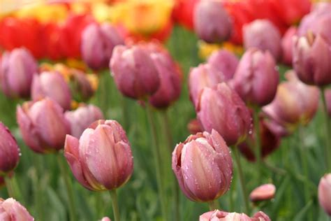 Unusual Tulips Best Landscaping Ideas