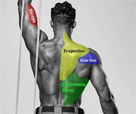 Back Biceps