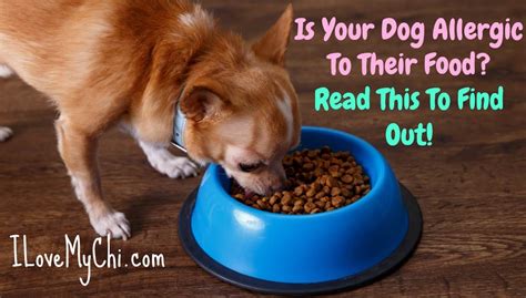 how to tell if your dog is allergic to something