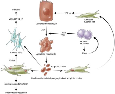 Cellular And Molecular Mechanisms Of Liver Injury Gastroenterology