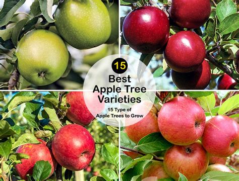 Type Of Apple Trees To Grow Best Apple Tree Varieties