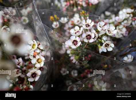 White And Pink Flowers Of An Australian Native Geraldton Wax Cultivar