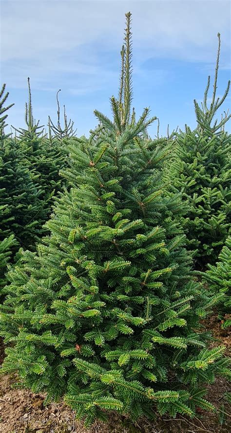 Fraser Fir Cut Tayside Forestry