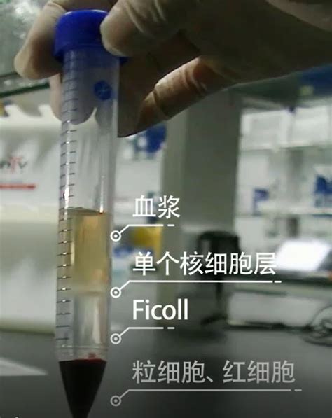 关于Ficoll您不得不知的那些事儿 化工仪器网