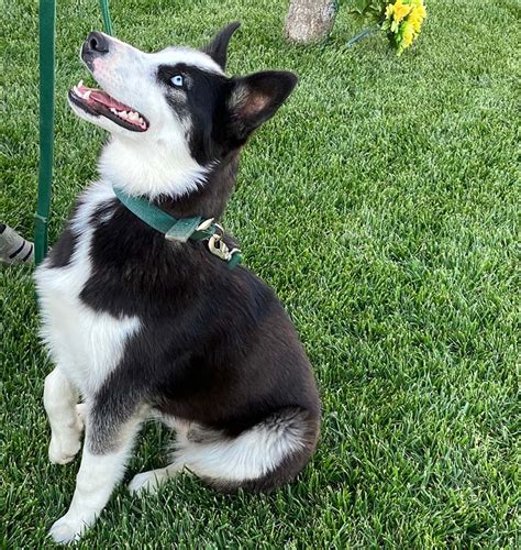 Border Collie Rescue and Adoption from Border Collies In Need - Border ...