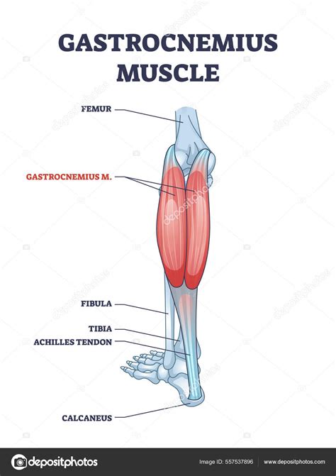 Gastrocnemius Muscle With Leg And Ankle Anatomical Structure Outline
