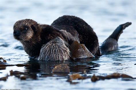 Of Sea Otter Enhydra Lutris Female Marine Mammal Flickr