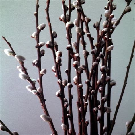 Salix Caprea Pussy Willow Siteone