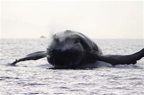 Are you planning on a Maui whale watching trip? You may want to ...