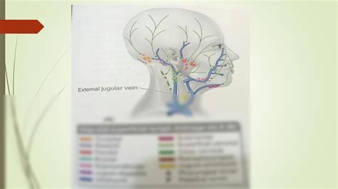 Solution Lymphatic Drainage Of Head And Neck E Studypool