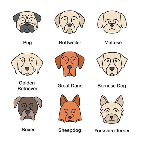 Are Bernese Mountain Dogs Like Rottweilers
