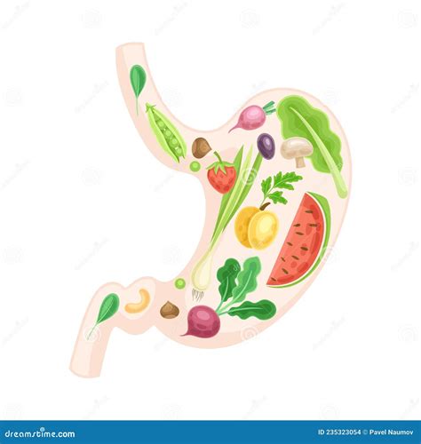 Est Mago Anat Mico Con Frutas Y Verduras Ilustraci N Sana Del Vector